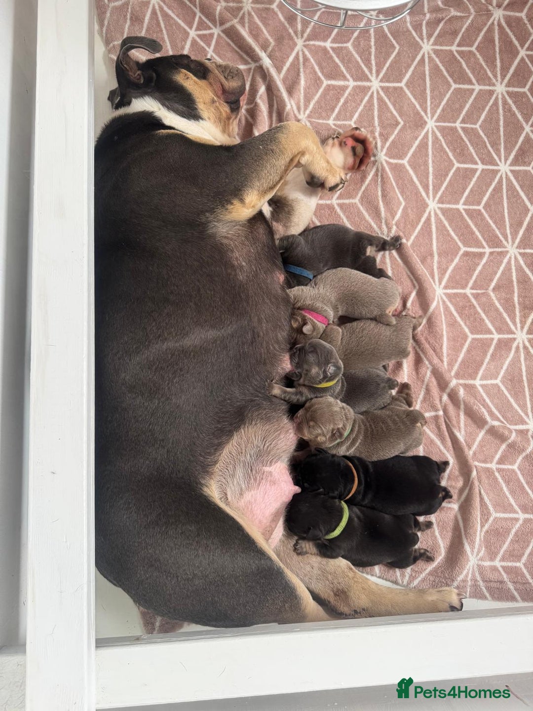 English Bulldog dogs for sale: Outstanding English, bulldog puppies - Image 4