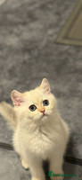 Scottish Fold cats Purebred Scottish kittens - Advert 14