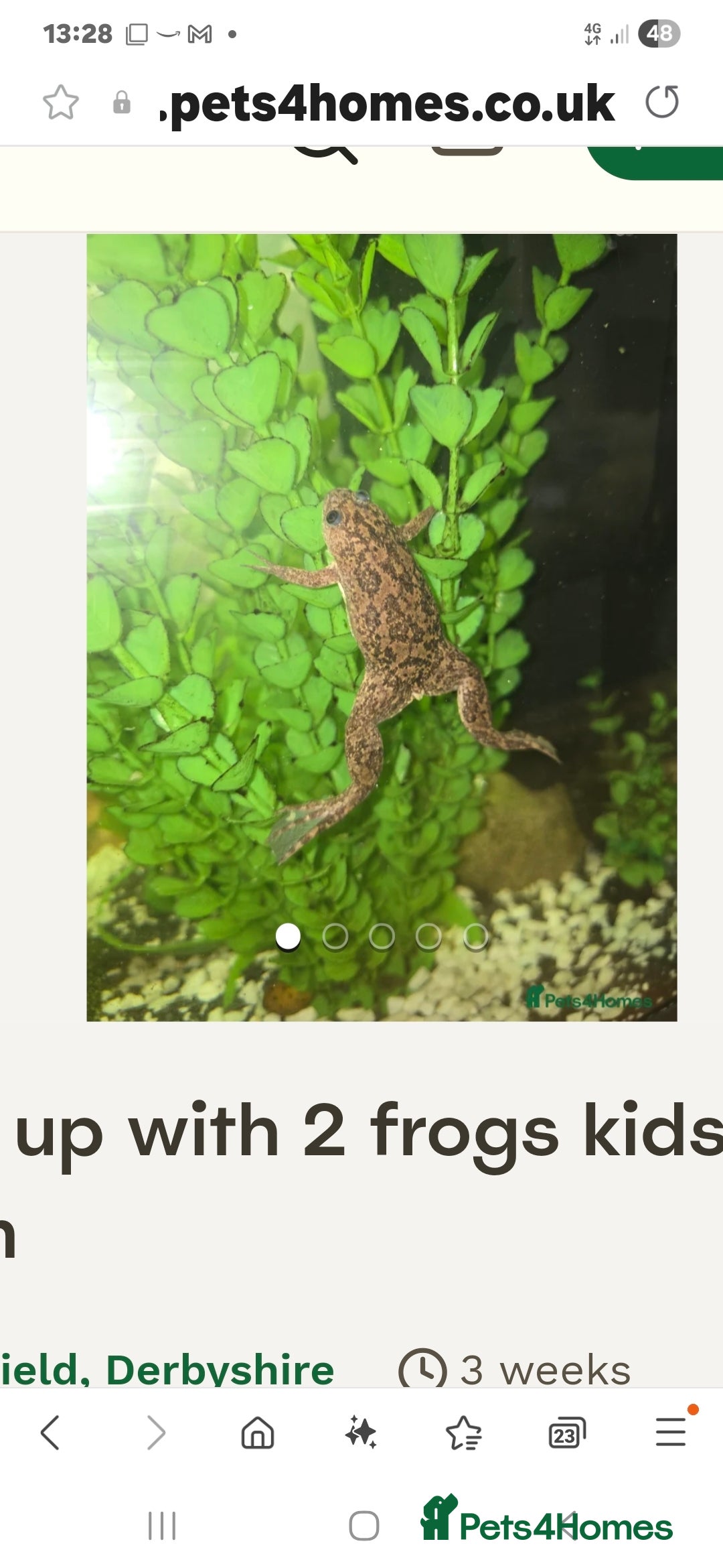 Frog reptiles for sale: 2 gorgeous fish tank frogs and a fish cleaner - Advert 9