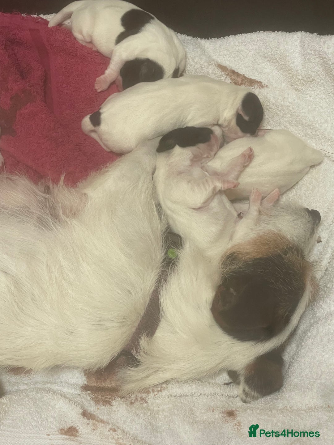 Jack Russell dogs for sale: Beautiful jack Russell puppies  - Advert 10