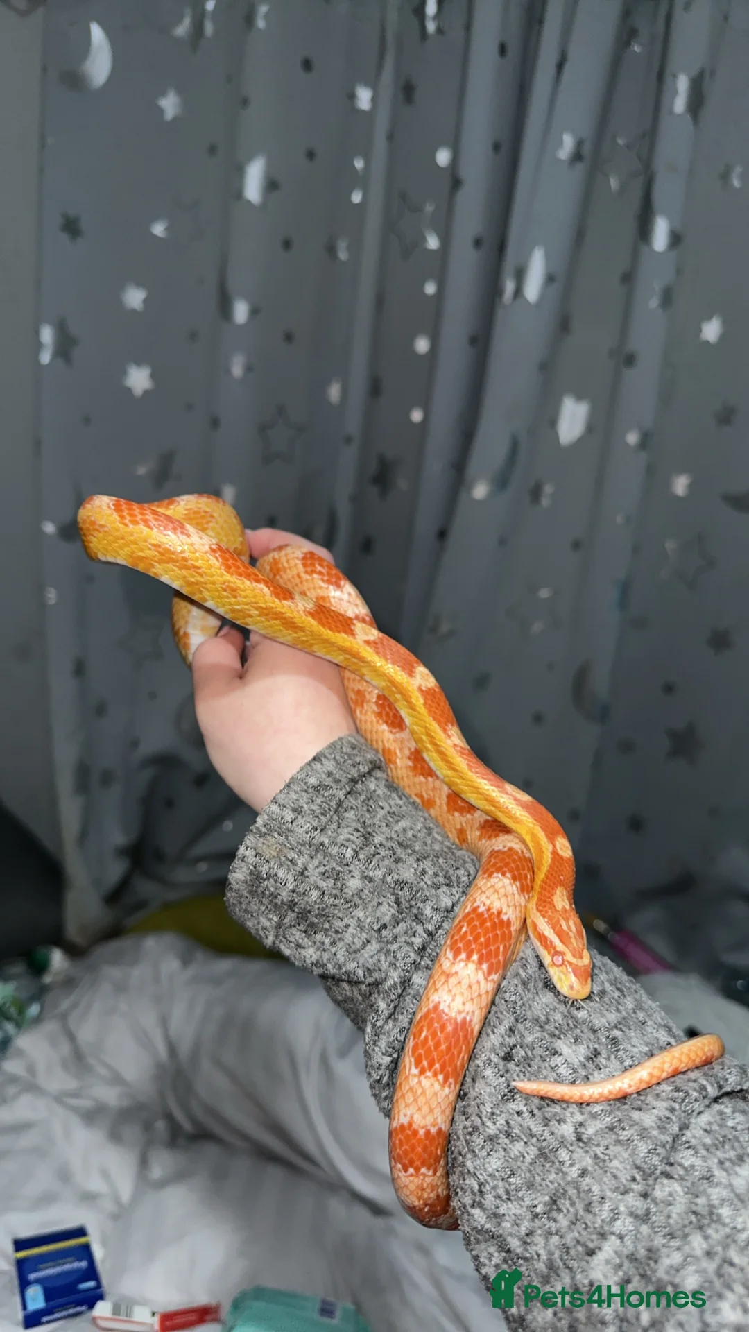 Corn Snake reptiles for sale: Corn snake with everything  - Advert 5