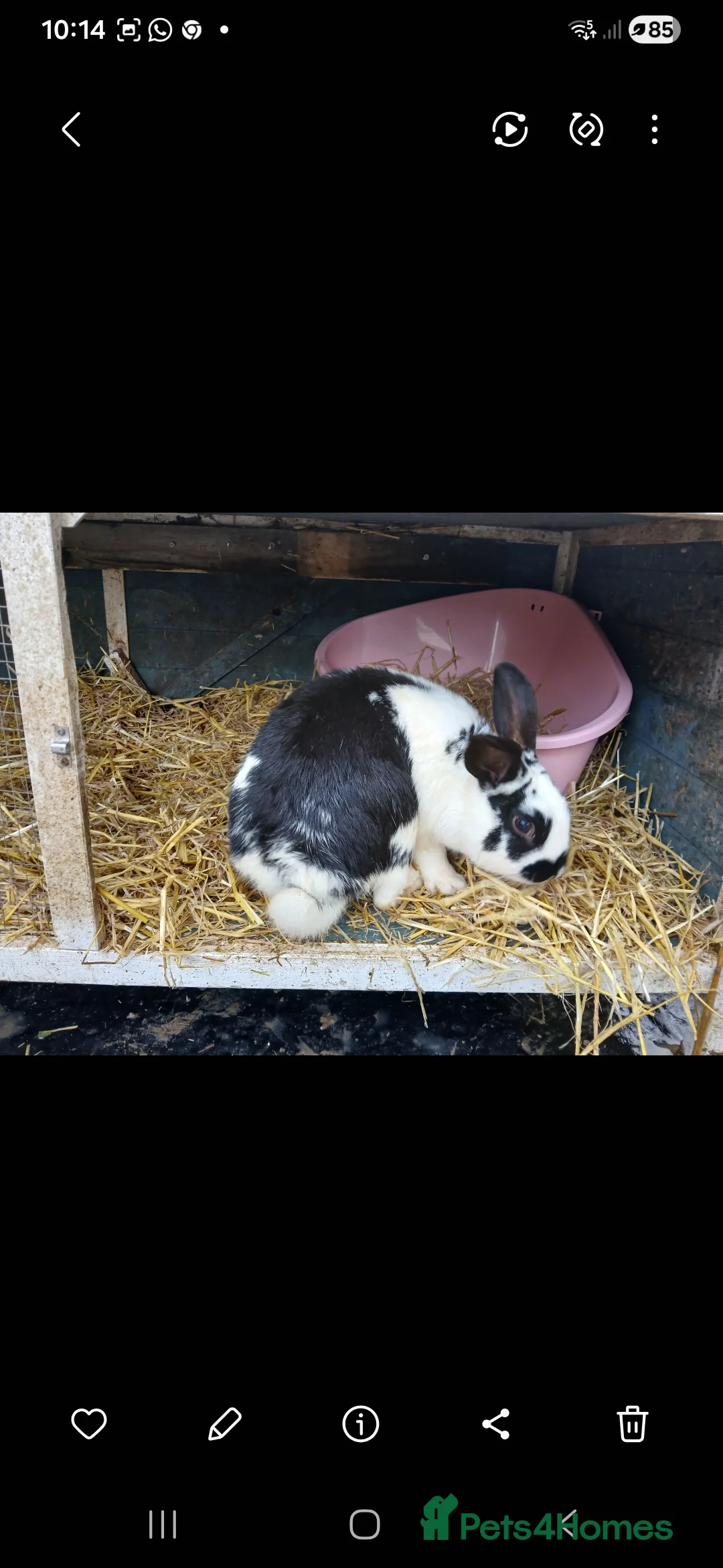 Mini Lop rabbits for sale: 2 male rabbits - Advert 5