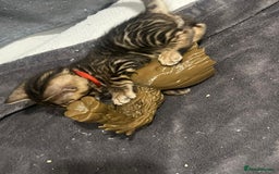 Bengal cats for sale: 💕 Adorable Rosetted bengal Kittens 💕 - Image 16