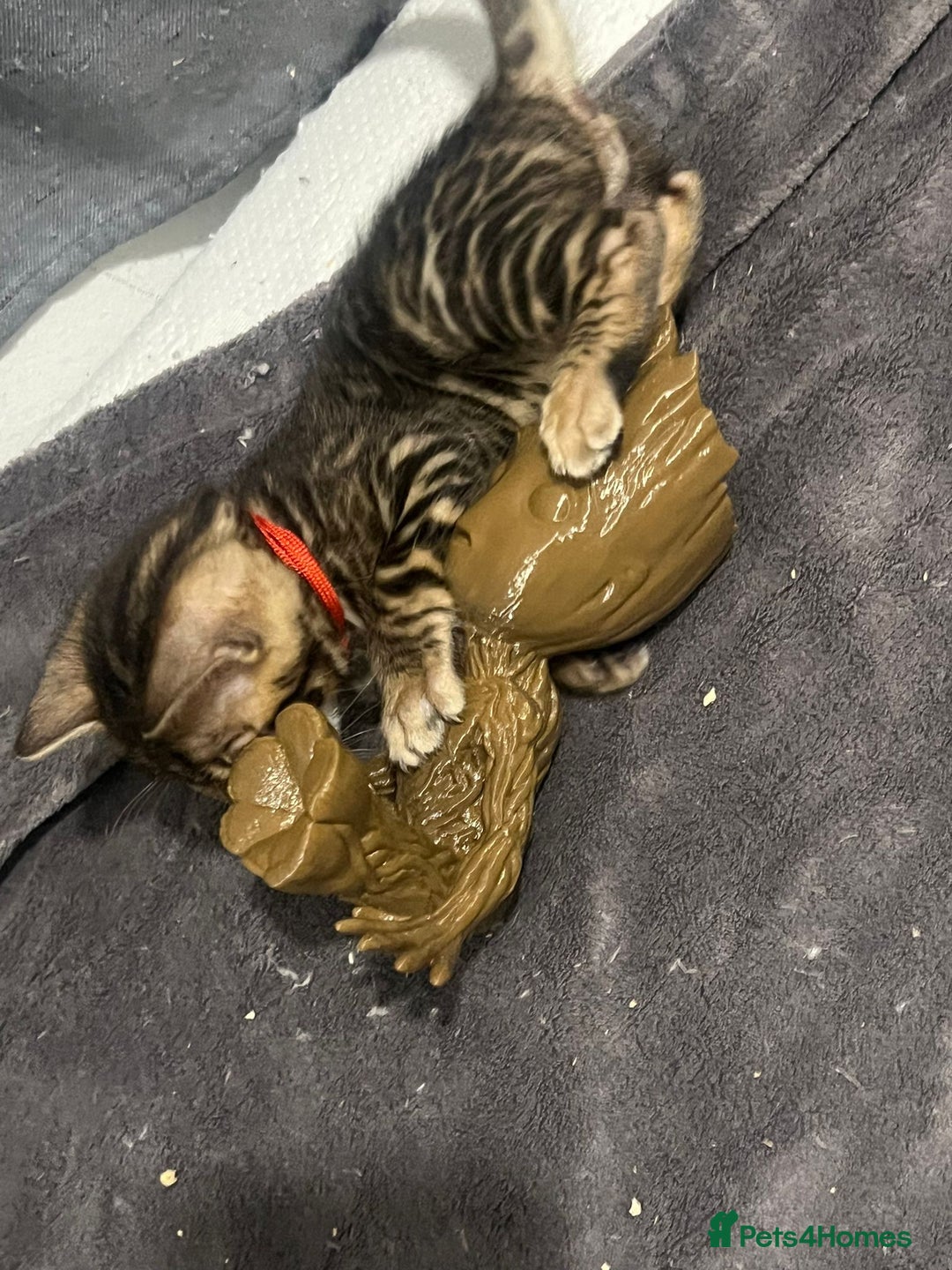 Bengal cats for sale: 💕 Adorable Rosetted bengal Kittens 💕 - Image 16