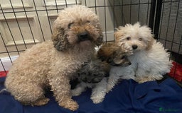 Mixed Breed dogs for sale: Beautiful Shihpoo cross maltese puppies - Image 30