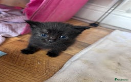 Mixed Breed cats for sale: Beautiful kittens  - Image 17