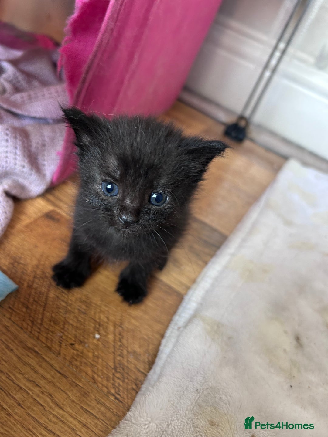 Mixed Breed cats for sale: Beautiful kittens  - Image 17