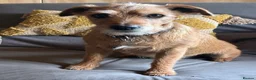 Mixed Breed dogs for sale: Jack Russell Mix Breed Puppies in Woodbridge - Advert 9