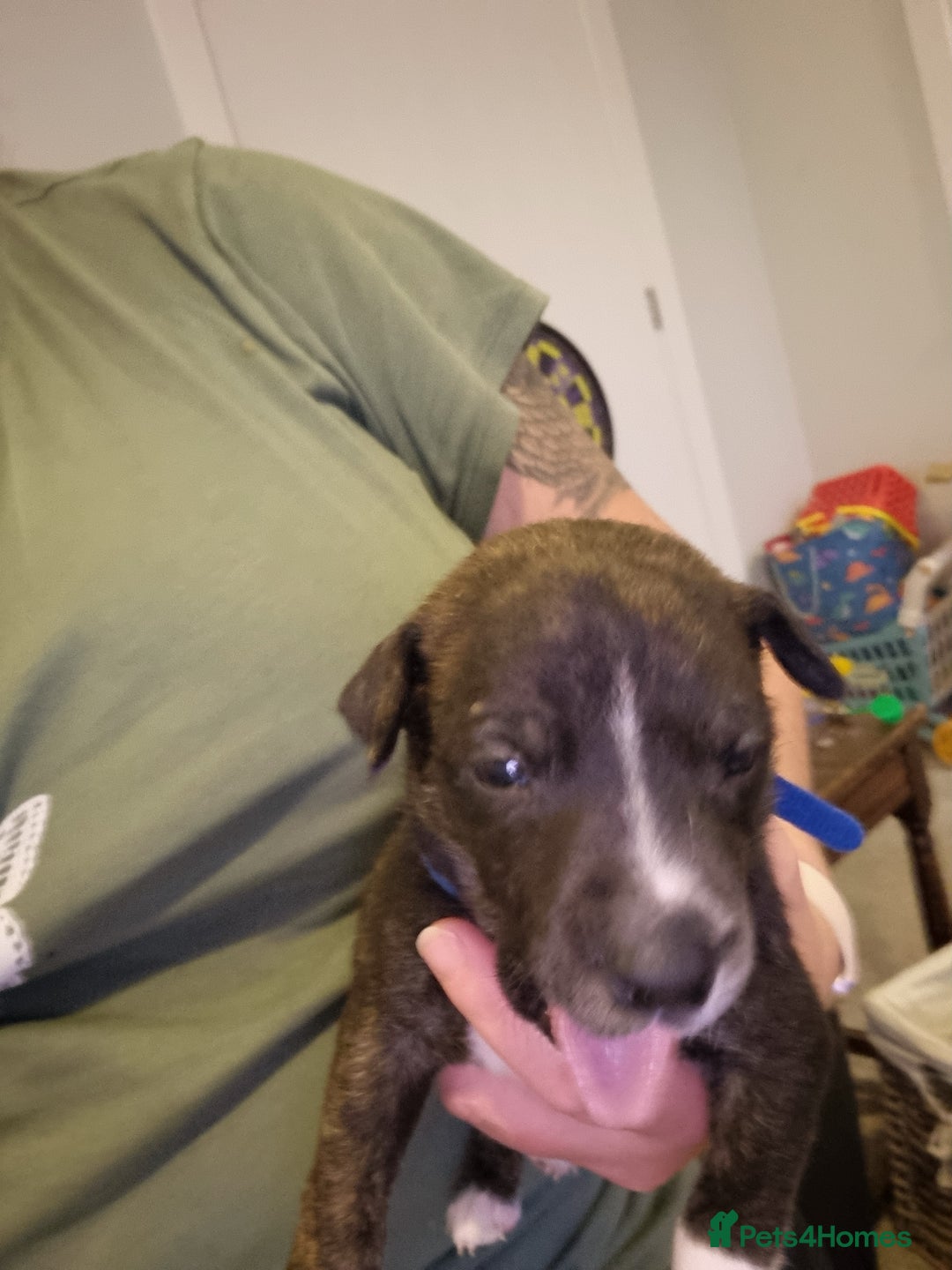 Mixed Breed dogs for sale: Staffy x Whippet puppies - Image 8