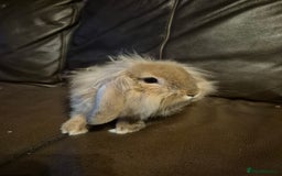 Lionhead rabbits for sale: Beautiful Lion head buck male  - Image 3