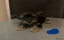 Biewer Terrier dogs for sale: Last 3 Stunning Biewer Terrier puppies - Image 13