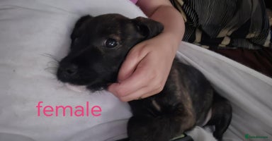 Mixed Breed dogs - Advert 5