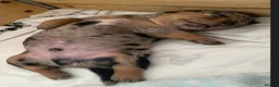 Dachshund dogs for sale: Dachshund puppy ready to go - Advert 2