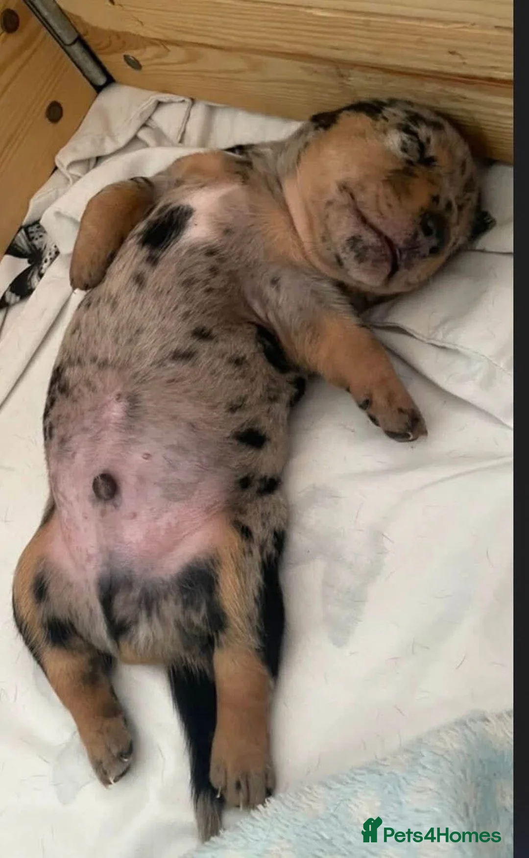 Dachshund dogs for sale: Dachshund puppy ready to go - Advert 2