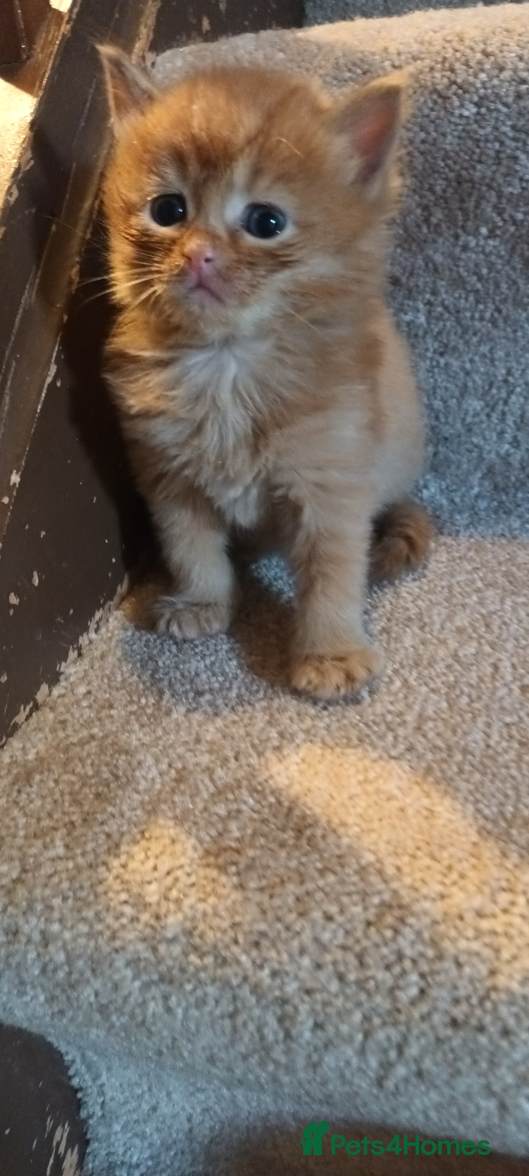 Persian cats for sale: Persian X Beautiful friendly ginger kittens  - Image 13