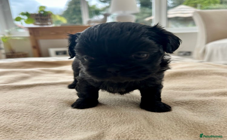 Shih Tzu dogs - Advert 15
