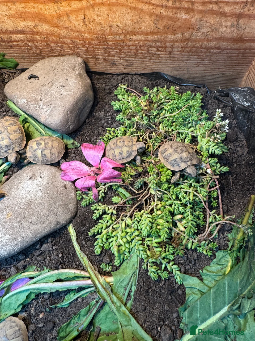 Hermann Tortoise reptiles for sale: Hermann tortoise 2025 hatchlings for sale  - Advert 4