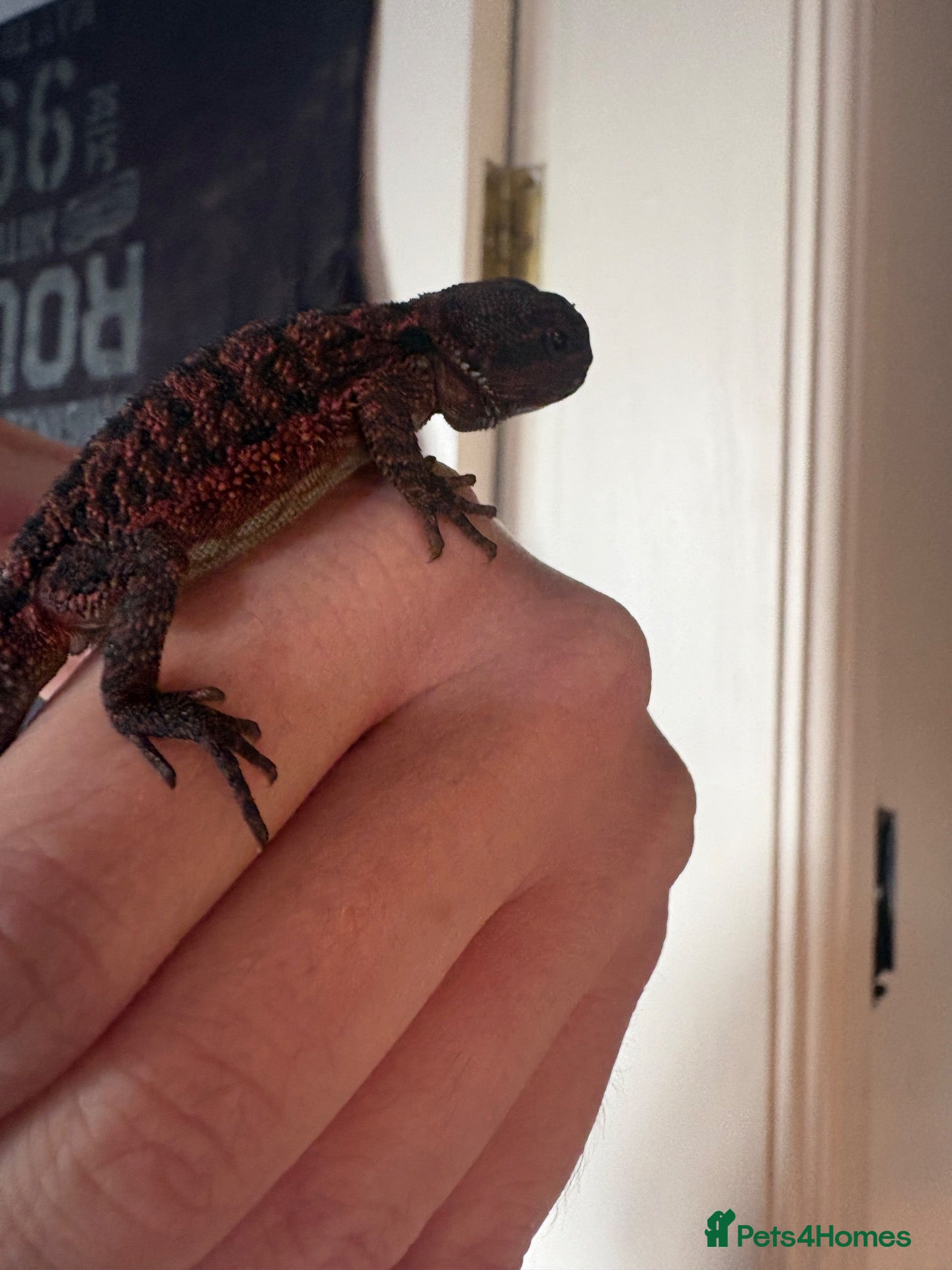 Bearded Dragon reptiles Hypo/translucent bearded dragon  - Advert 1