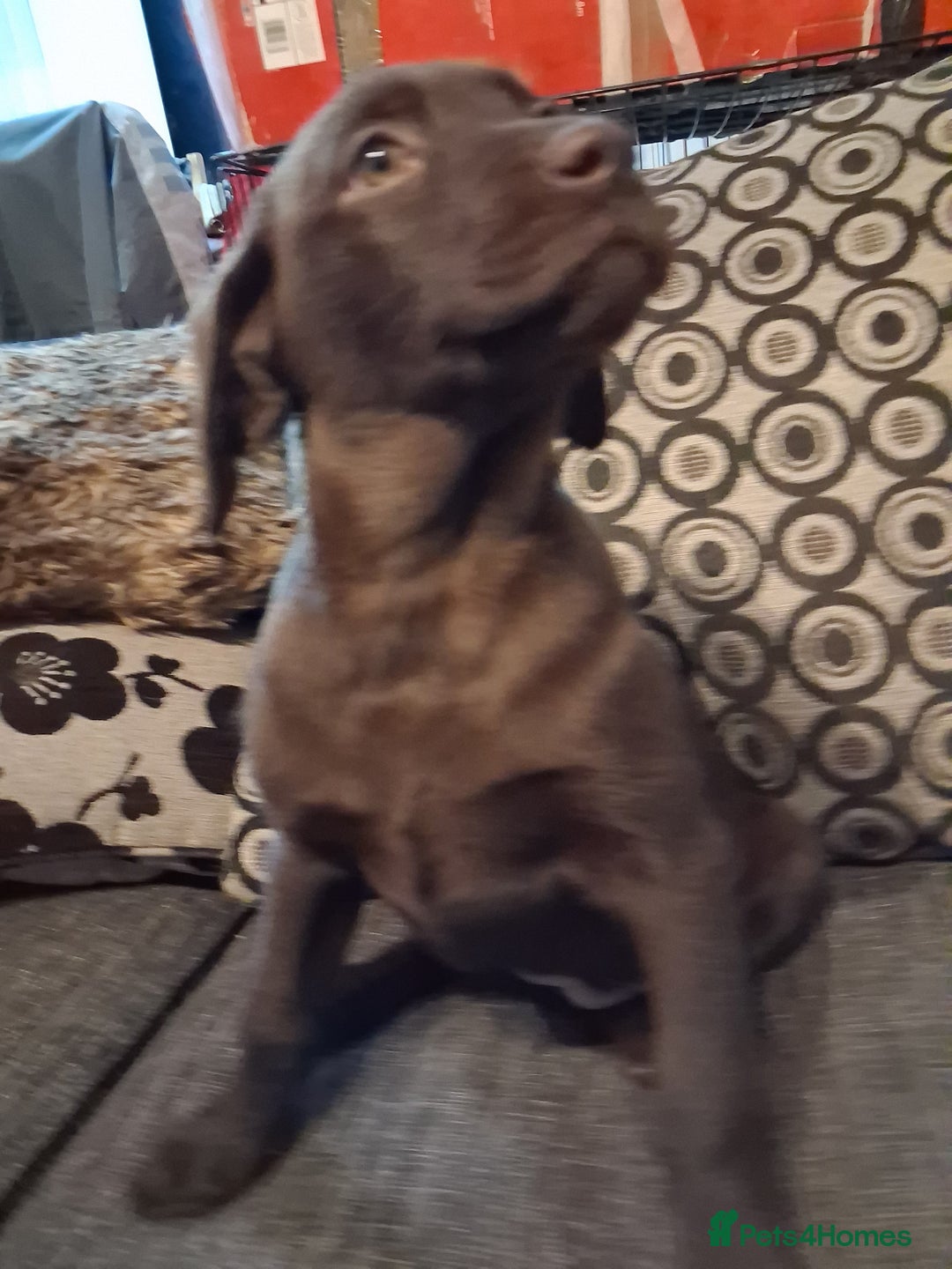 Labrador Retriever dogs for sale: ***chocolate labrador puppy*** - Advert 1