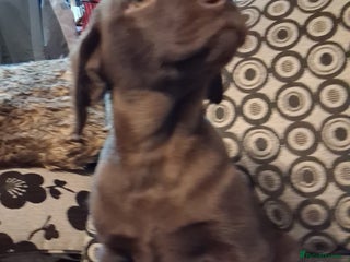Labrador Retriever dogs ***chocolate labrador puppy*** - Advert 9