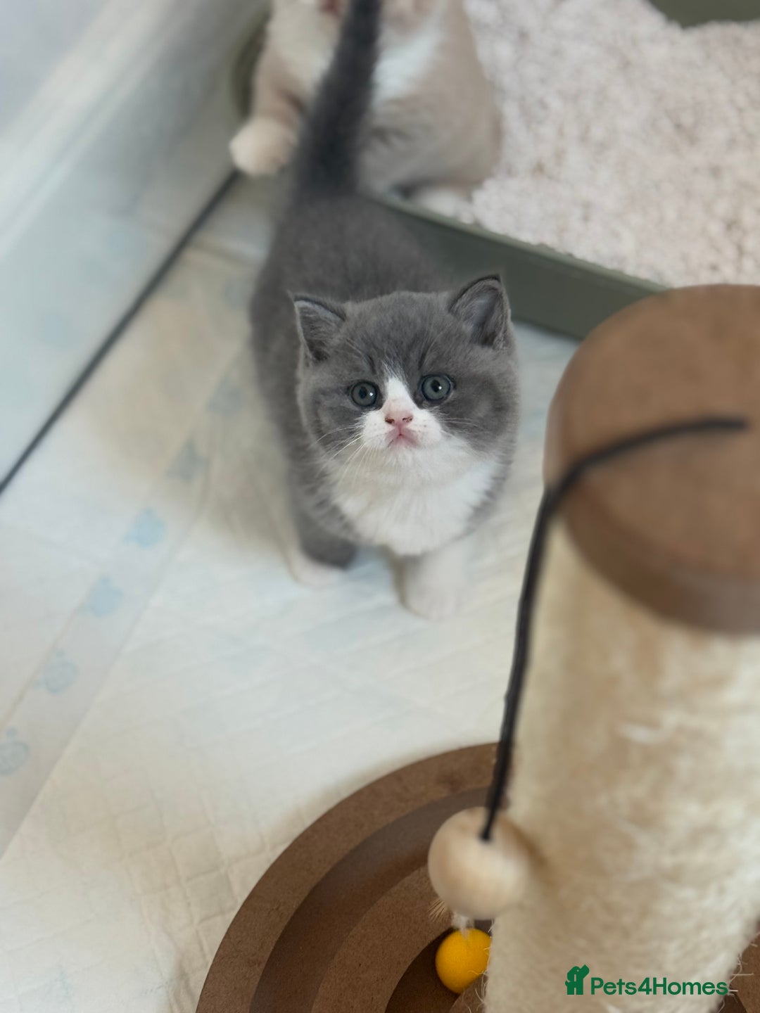 British Shorthair cats for sale: GCCF Registered - British Shorthair Kittens - Advert 2