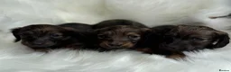 Miniature Dachshund dogs for sale: Kc Registered Miniature Dachshunds at Westfena  - Advert 6