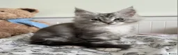 Maine Coon cats for sale: 💫💫Beautiful Maine Coon Kittens💫💫 - Advert 1
