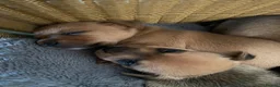 Mixed Breed dogs for sale: Terrier cross puppies  in Holt - Advert 3