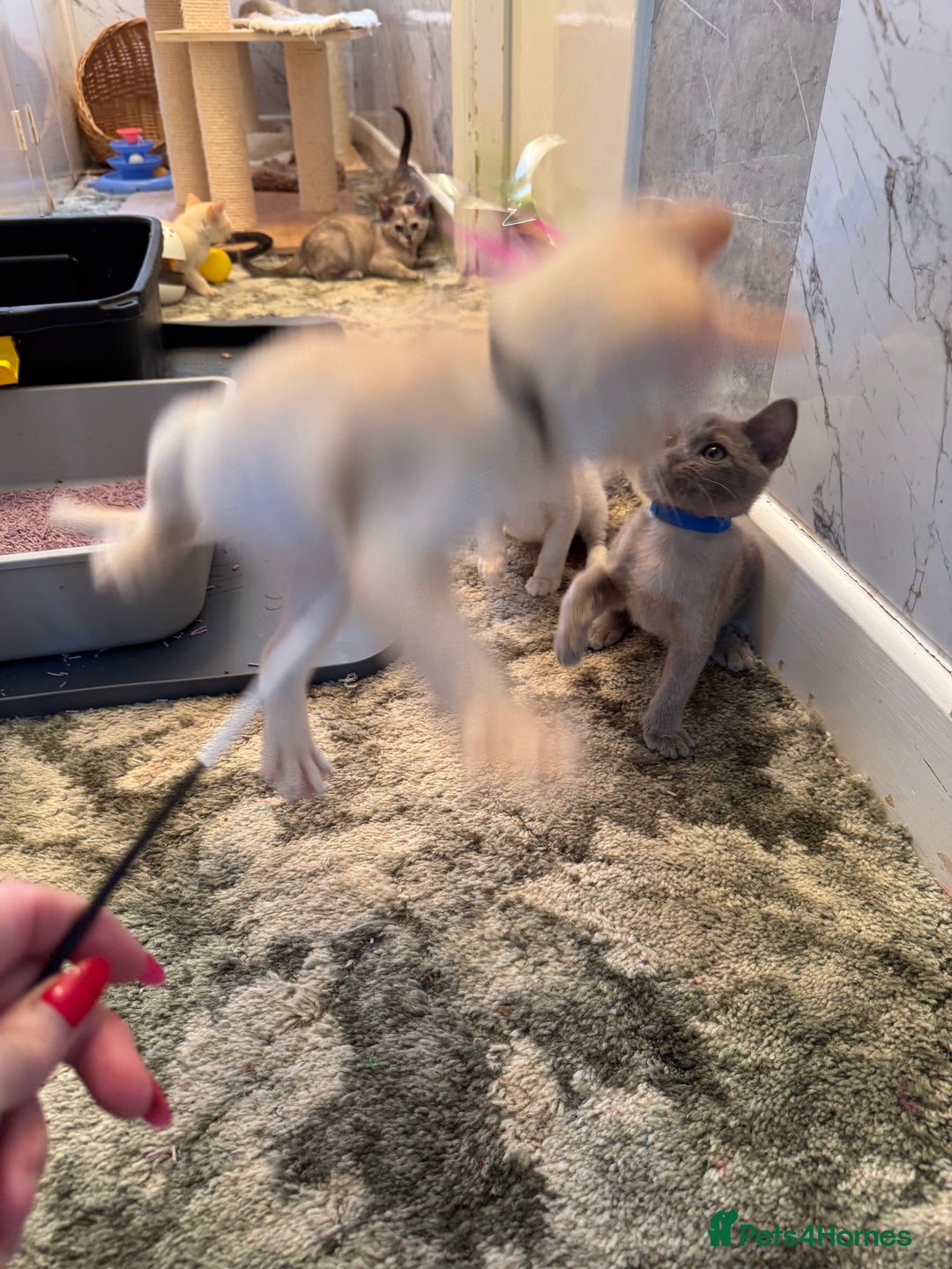 Burmese cats for sale: Burmese Kittens For Sale - Advert 26
