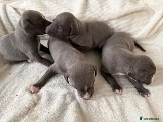 Whippet dogs Beautiful Blue Whippet puppies. - Advert 4
