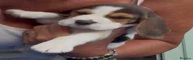 Beagle 4
