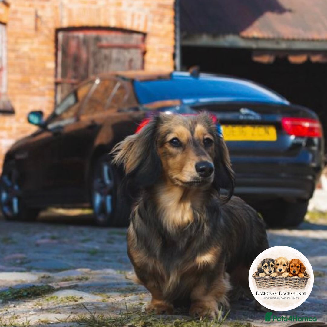 Miniature Dachshund dogs for sale: KC Long Haired Shaded Cream Miniature Dachshund - Advert 6