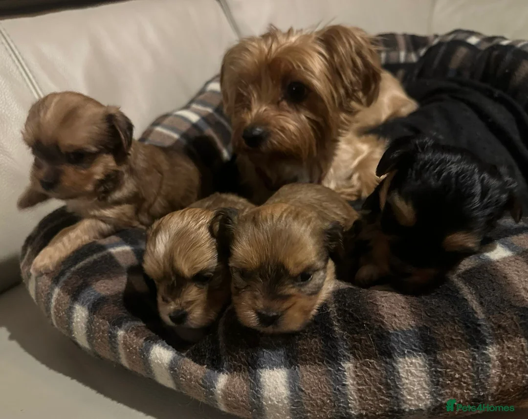 Yorkshire Terrier dogs for sale: Pure Yorkshire Terrier puppies  - Advert 8