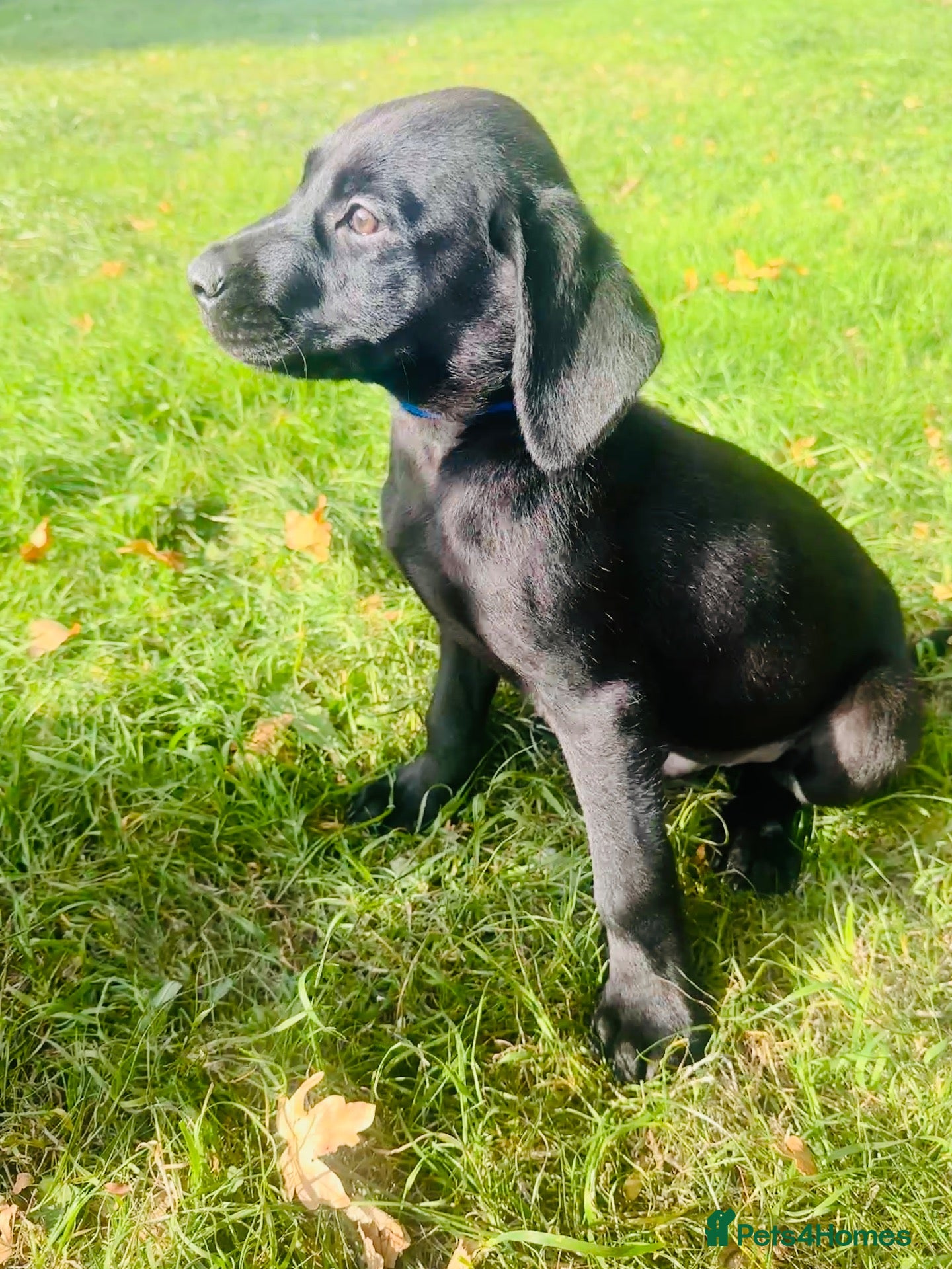 Labrador Retriever dogs FTC BLOODLINES KC LAST BOY READY TO GO - Advert 1