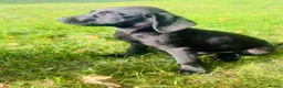 Labrador Retriever dogs for sale: 🐾🧡READY 1 BOY LEFT Kc Labrador PUPPIES 🧡🐾 - Advert 4