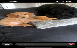Goldendoodle dogs for sale: ⭐️ F1 Outstanding Golden Doodles ⭐️ - Image 4