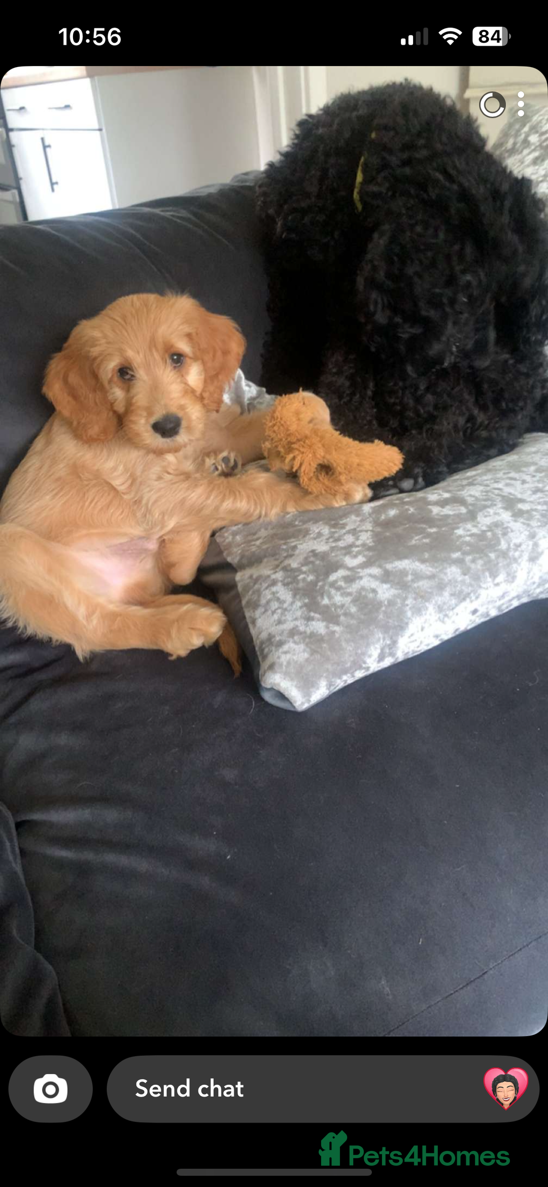 Goldendoodle dogs for sale: ⭐️ F1 Outstanding Golden Doodles ⭐️ - Image 4