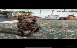 Labradoodle dogs for sale: 🐶 Adorable Labradoodle Puppies for Sale! 🐶 - Image 12
