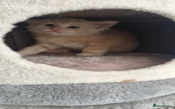 Maine Coon cats for sale: 2 Stunning Cream Pedigree Mainecoons Available  - Image 16