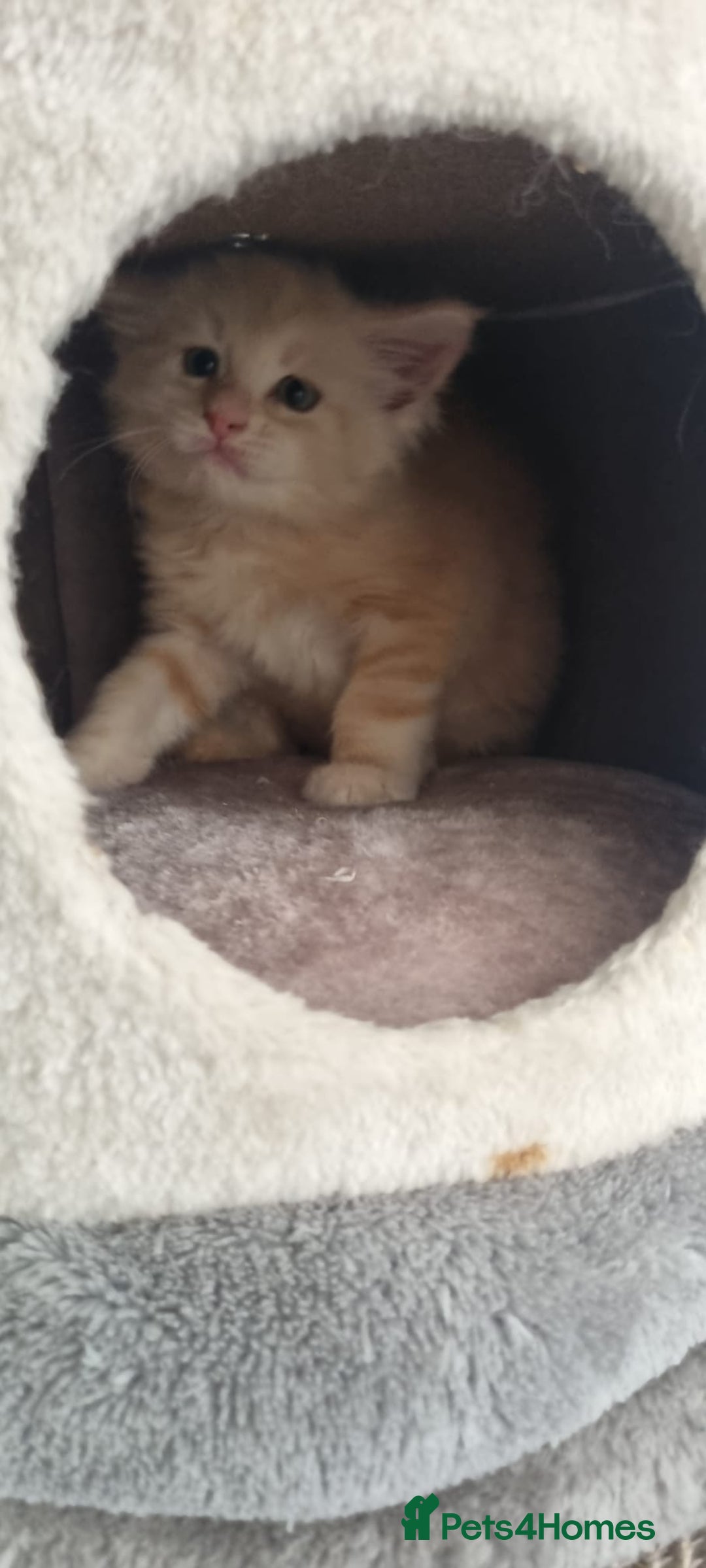 Maine Coon cats for sale: 2 Stunning Cream Pedigree Mainecoons Available  - Image 16