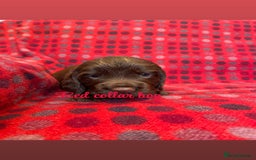 Cocker Spaniel dogs for sale: KC registered working cocker spaniels ready 23/11 - Image 10