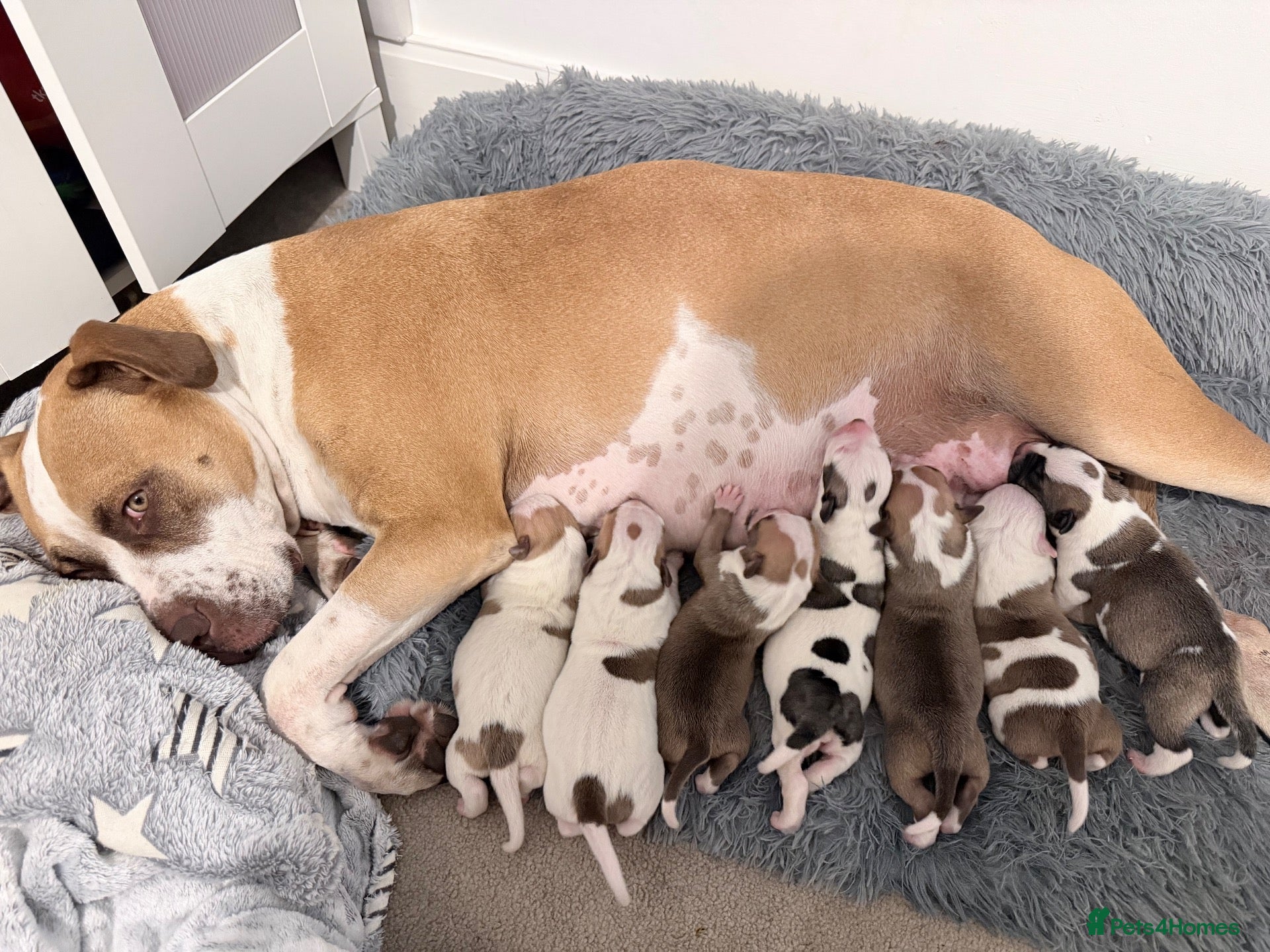 Staffordshire Bull Terrier dogs Staff  - Advert 23