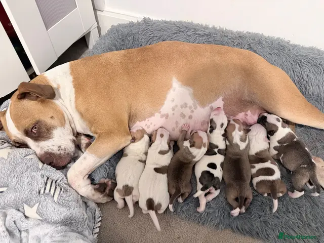 Staffordshire Bull Terrier dogs for sale: Staff - Advert 4