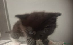 Mixed Breed cats for sale: 3 kittens  - Image 10