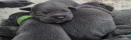 Staffordshire Bull Terrier dogs for sale: 8 Stunning staffie puppies  - Advert 6