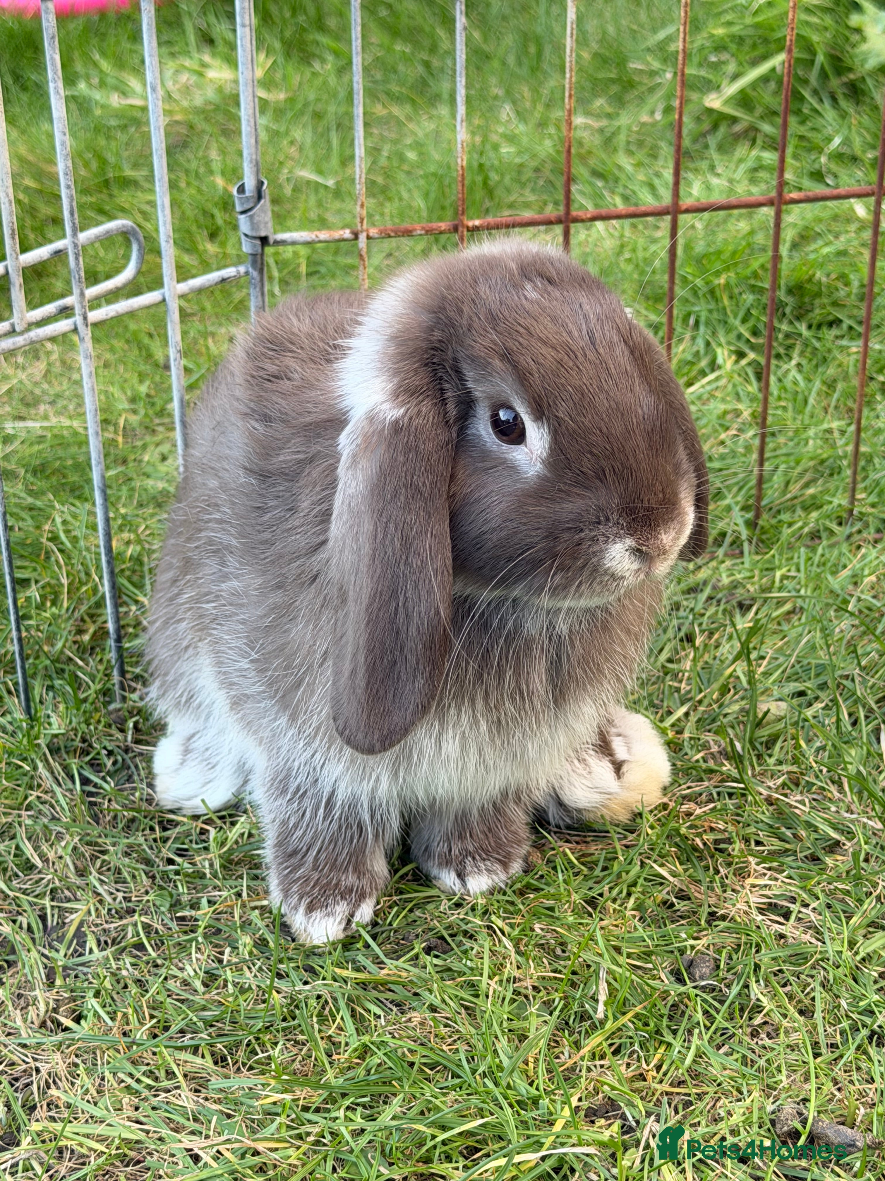 French Lop rabbits Last boy left - Advert 1
