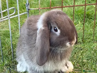 French Lop rabbits Last boy left - Advert 1