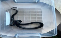 King Snake reptiles for sale: Pair of Mexican black kingsnake - Image 7