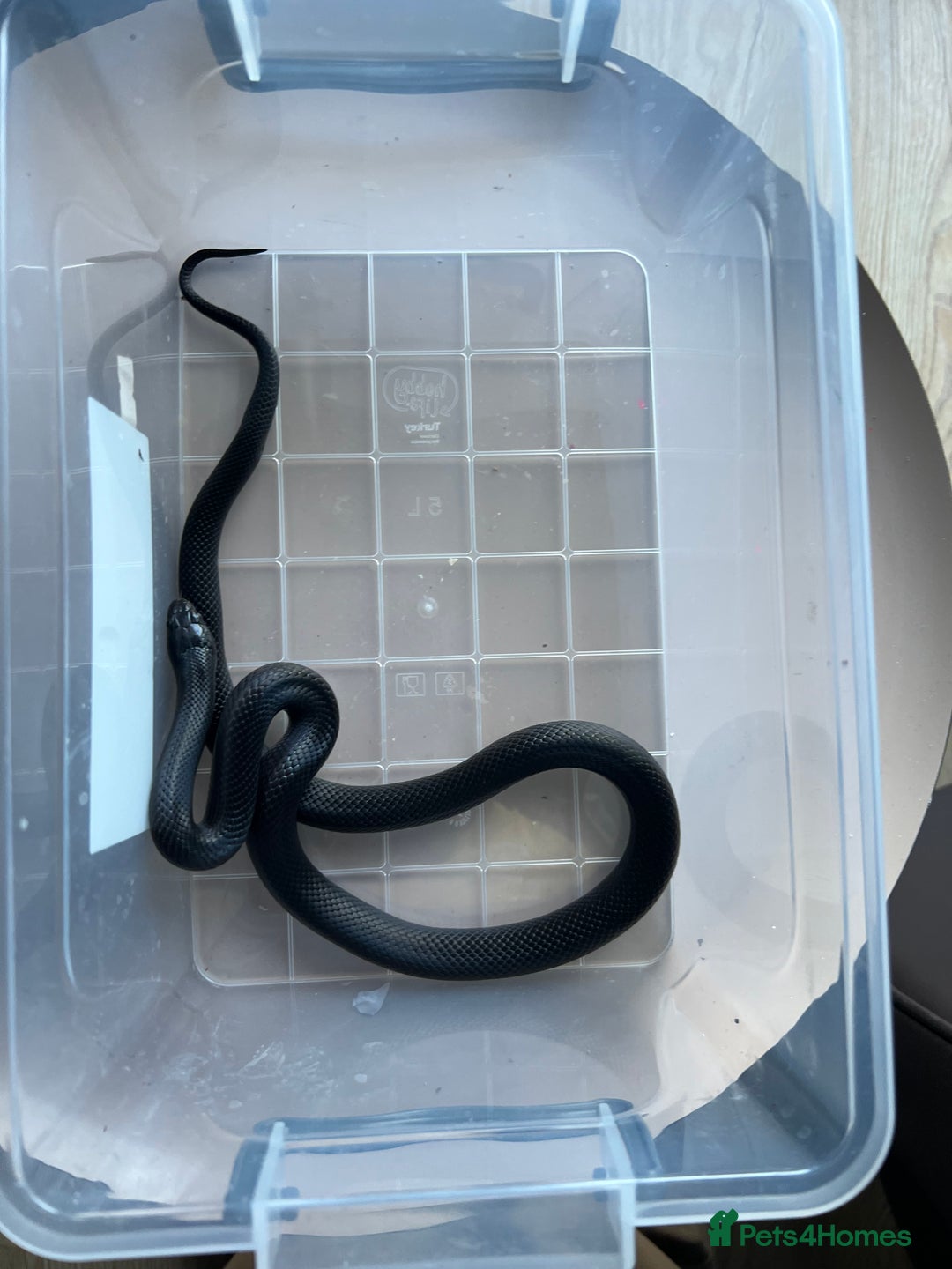 King Snake reptiles for sale: Pair of Mexican black kingsnake - Image 7