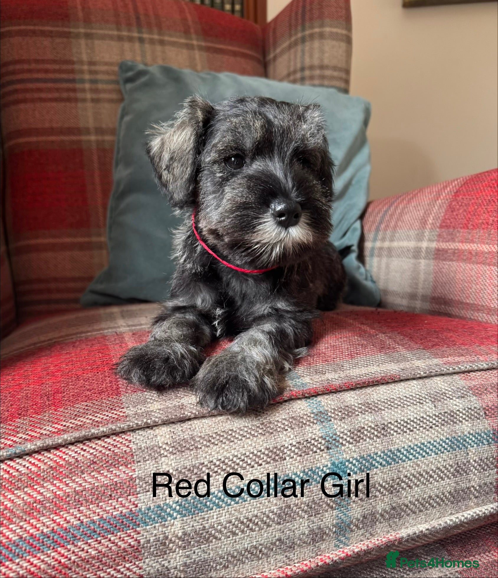 Miniature Schnauzer dogs KC registered, health tested, puppies ready now! - Advert 2